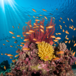 Ningaloo Coral Reef : Le Guide Complet de WA