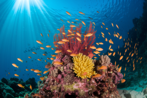 Ningaloo Coral Reef : Le Guide Complet de WA