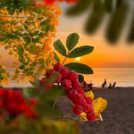 Septembre et l’été indien : plages paisibles, mer chaude et vendanges en fête